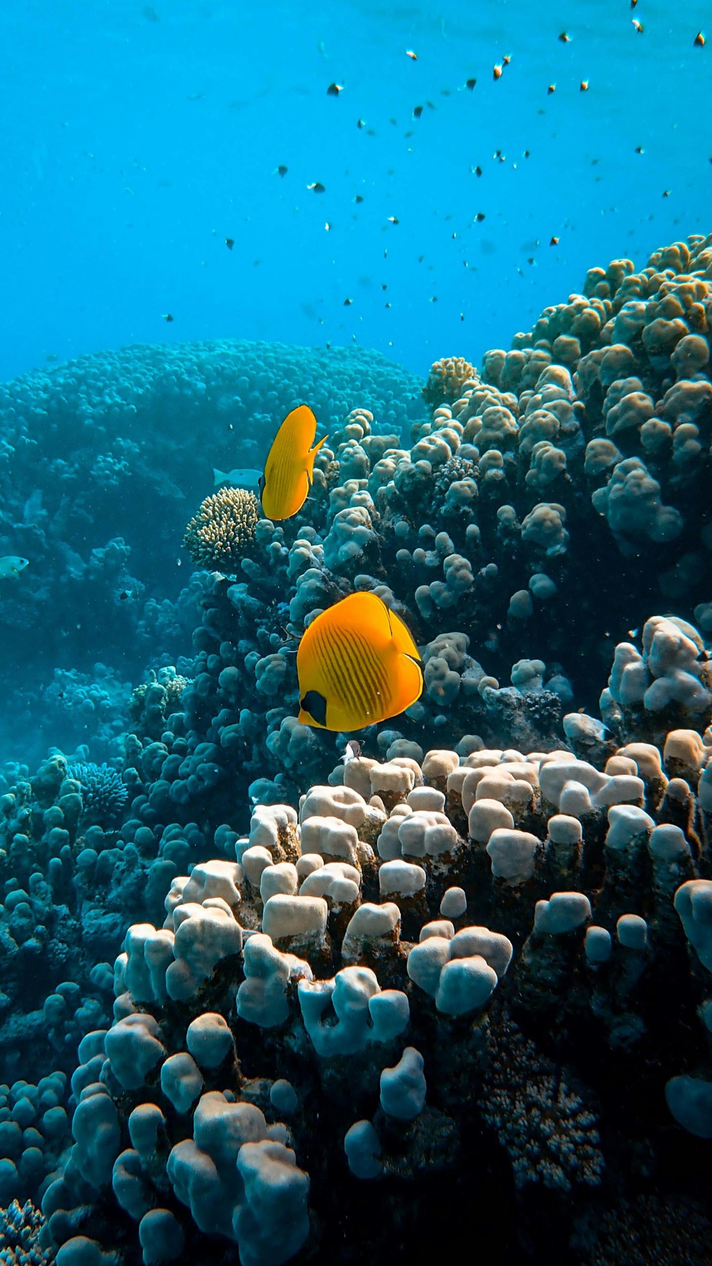 Sparkling Marine Wonders