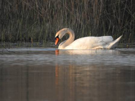 Mute Swan — Overview