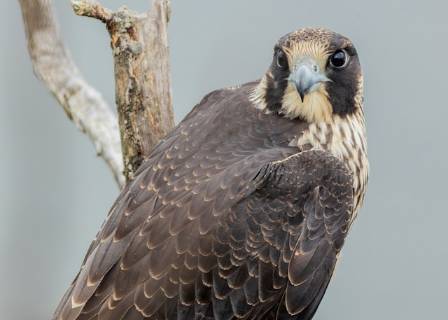 The Most Incredible Speed: The Peregrine Falcon