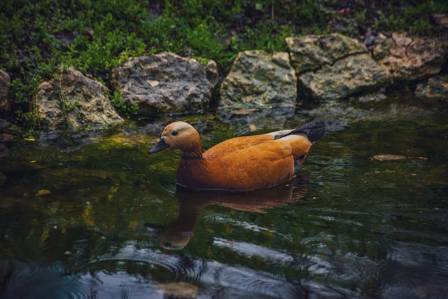 A Guide to the Ruddy Shelduck: Bright Plumage and Key Insights