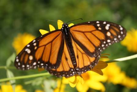 The Most Vital Habitats: 5 Types of Monarch Habitat
