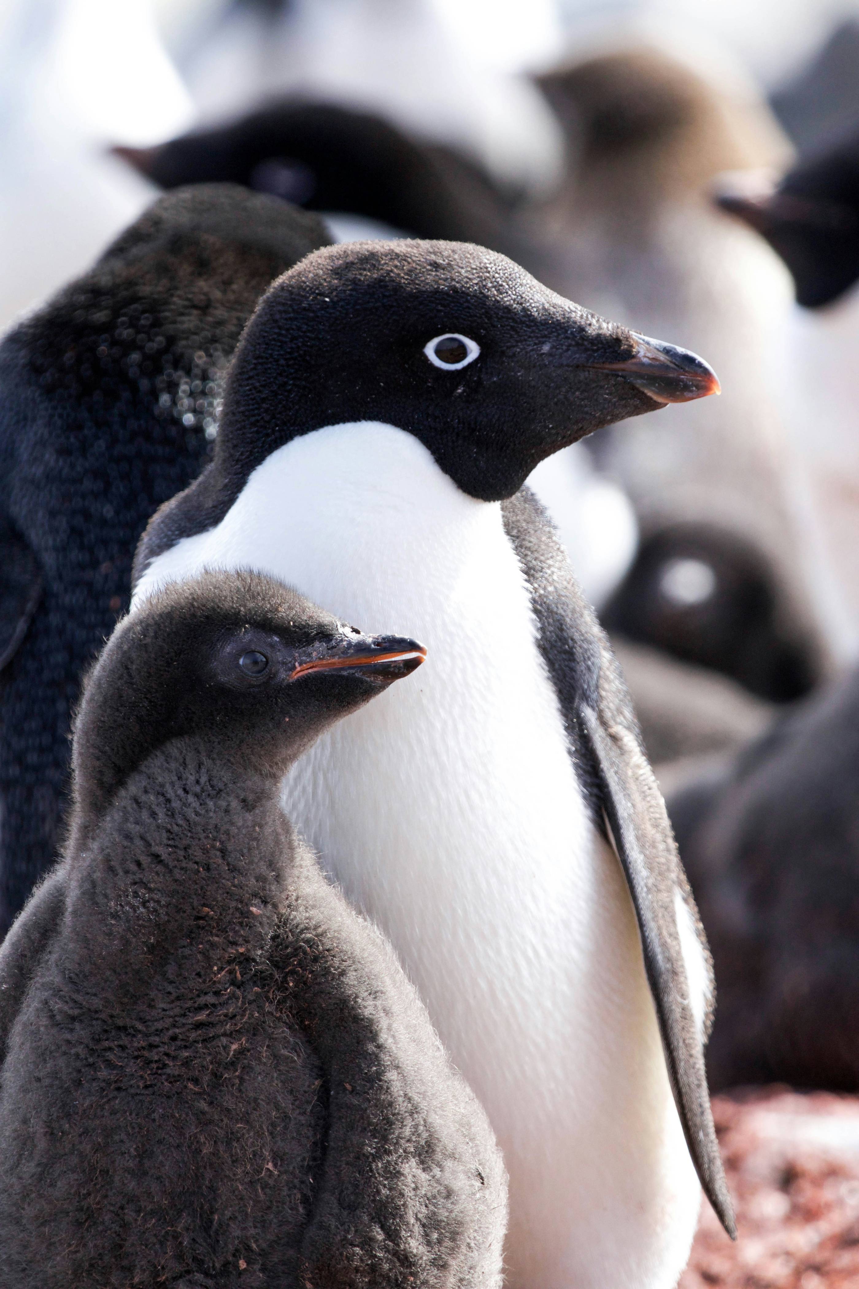 black and white penguins during daytime