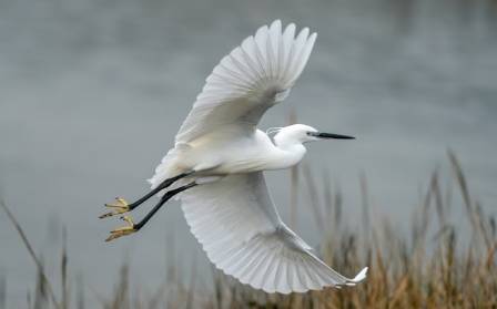 The World of Herons: Biology, Behavior, and Diverse Species