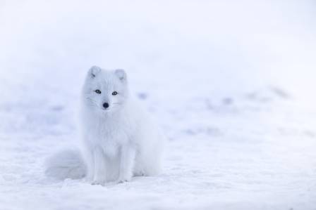 The Arctic Fox: A Master of Survival in the Frozen North