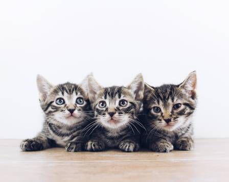9 Fun Facts About Kittens