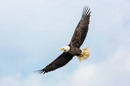 Ten Remarkable Realities of the Bald Eagle