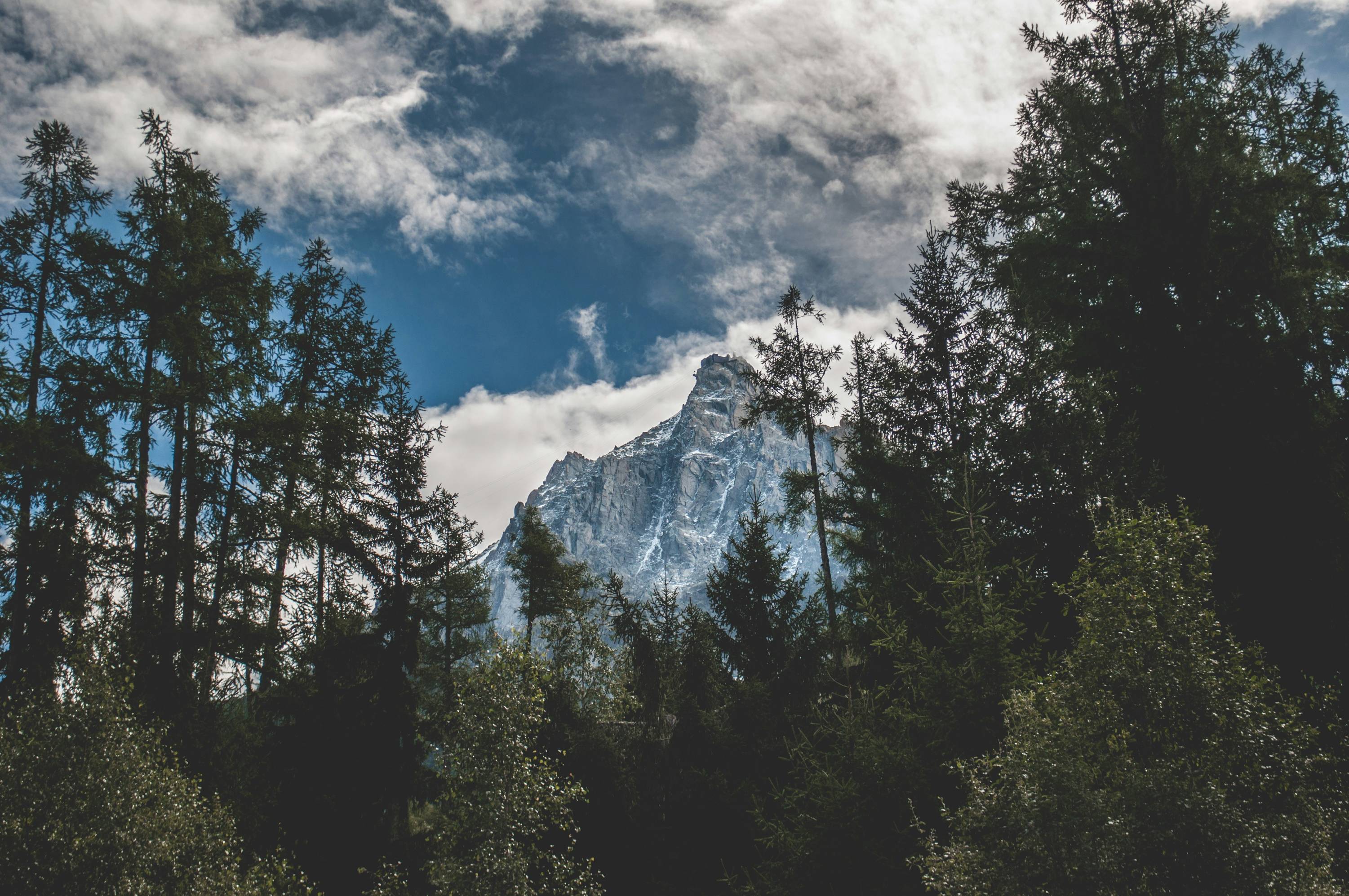 low-angle photography of green leaf trees and mountain