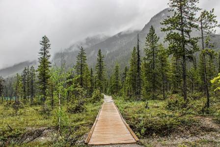 Cape Alava Trail — Olympic Peninsula, Washington