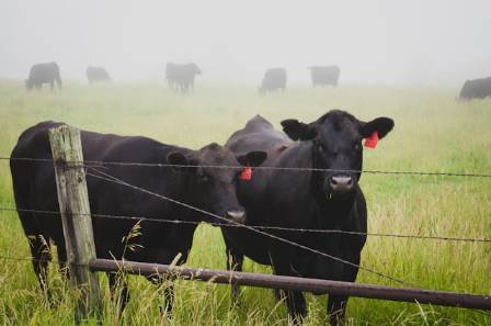 Texas Cattle Ranching: A Legacy Woven into the State’s Soul