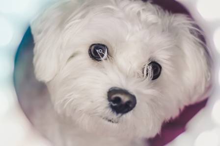 Perfect Companions: Top Dog Breeds for Seniors
