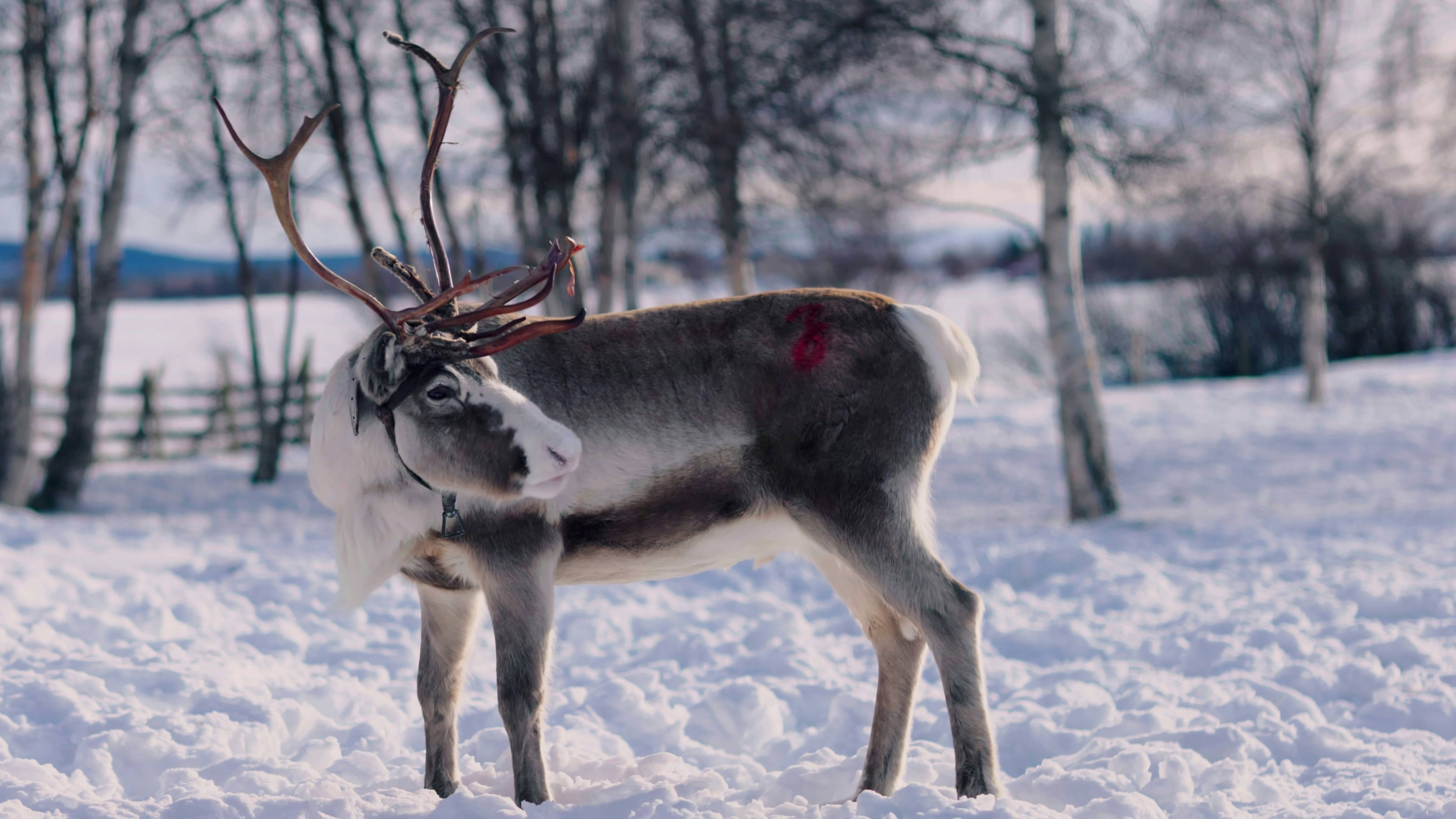 a deer with antlers in the snow