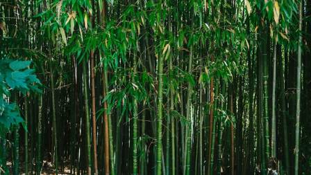 Things You Should Know About Bamboo