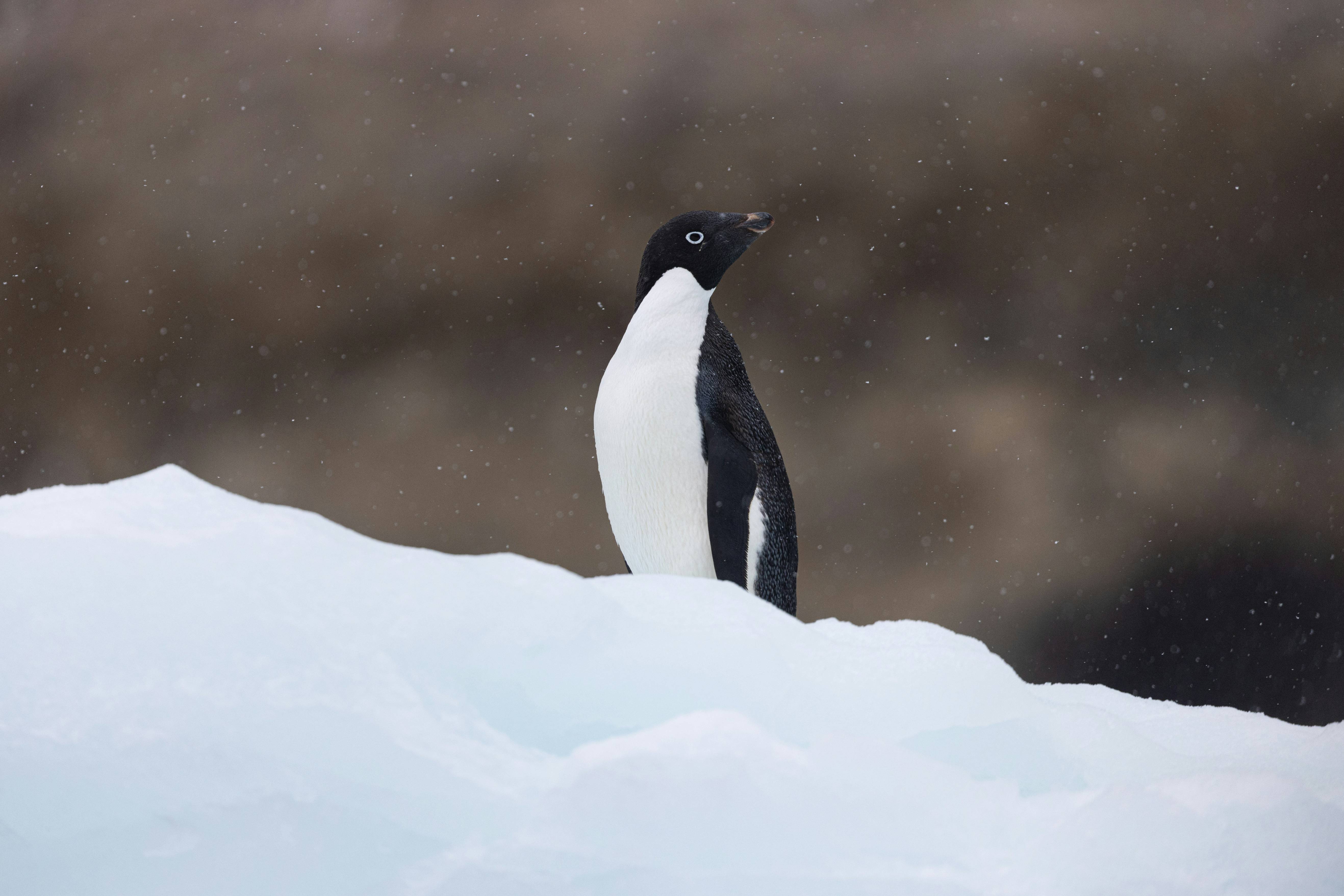 a penguin standing on top of a pile of snow