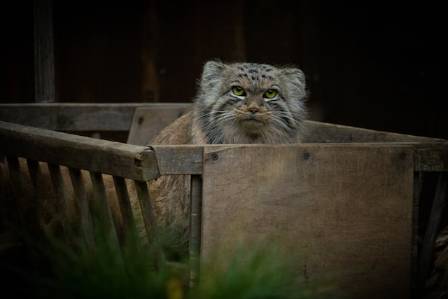 Amazing Facts About the Pallas’s Cat