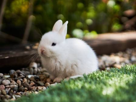 Fascinating Insights into the Lives of Rabbits