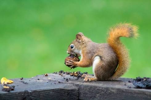 Satisfying Squirrel Appetites: 5 Delectable Delights for Your Squirrel Feeder