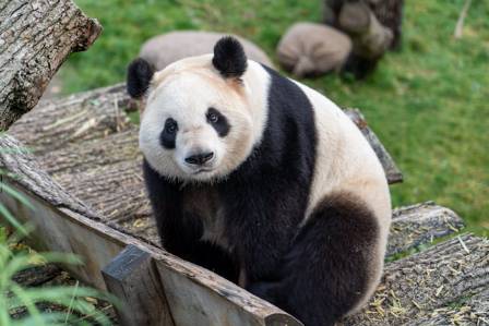 The World's Top 7 Destinations for Panda Enthusiasts