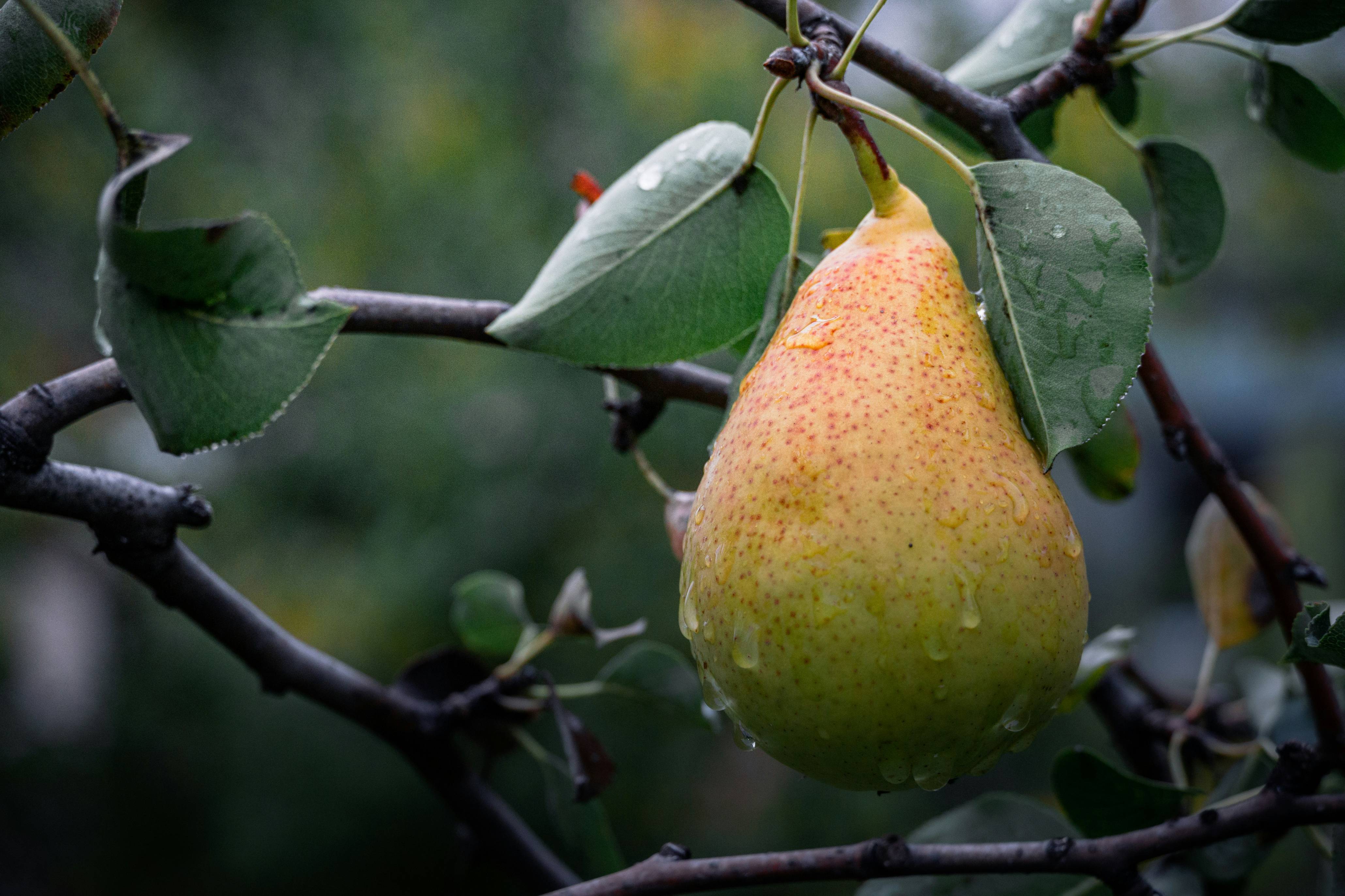 yellow fruit on tree branch