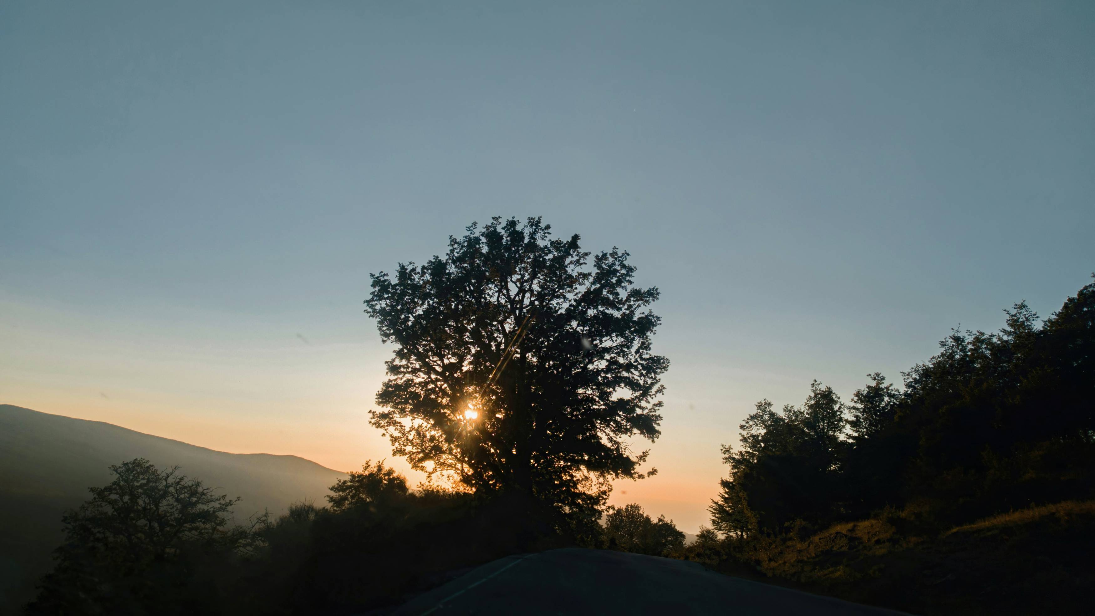 silhouette of tree during sunset