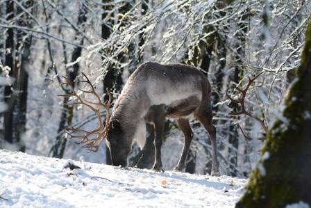 The Most Interesting Reindeer: A Closer Look at Caribou