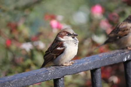 The Global Success and Biology of the House Sparrow
