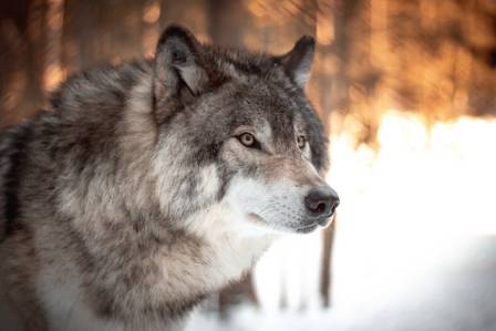 15 Interesting and Fun Facts About Grey Wolves