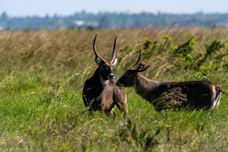 The Waterbuck: 8 Most Surprising Truths About Africa's Misunderstood Antelope