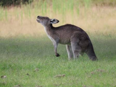 10 Fascinating Facts About Kangaroos: Australia’s Iconic Hopping Marsupials