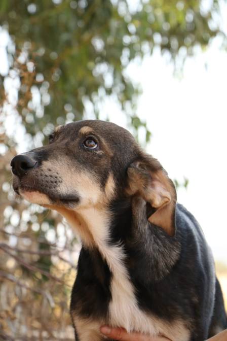 Choosing Love Over Commerce: Embracing Pet Adoption for Lasting Bonds