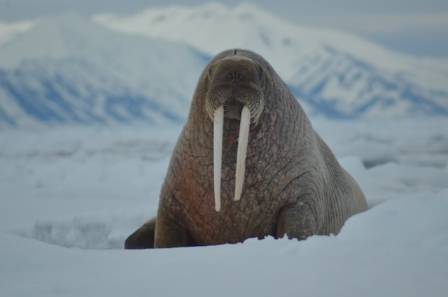Essential Insights Into the World of Walruses