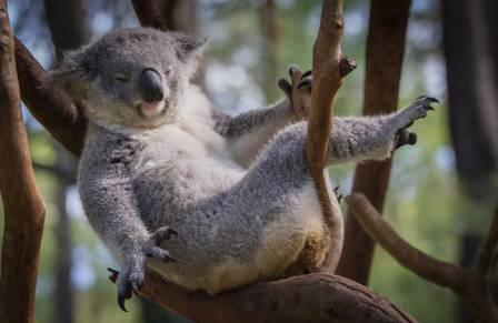 Interesting Koala Facts