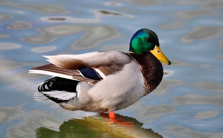 10 Facts About Ducks