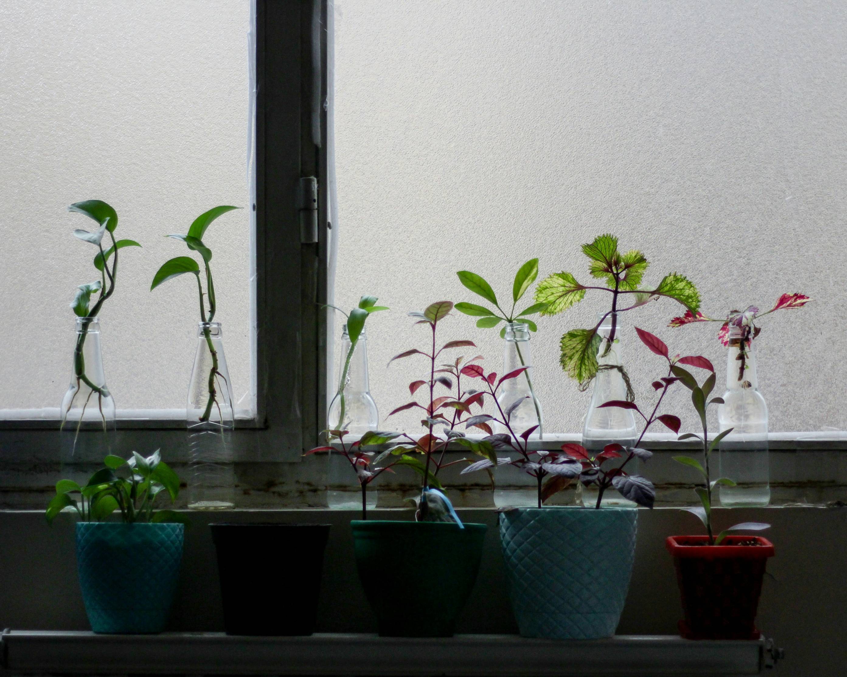 green potted plants on blue clay pots