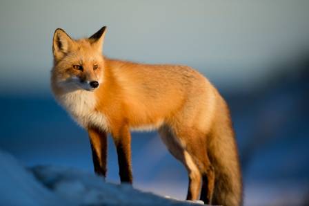 10 Fascinating Facts About Foxes You Probably Didn’t Know