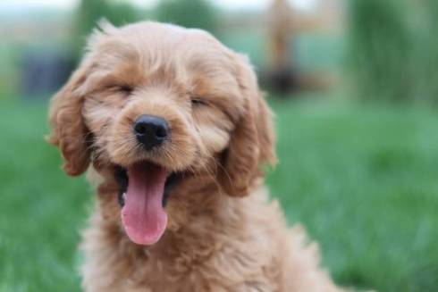 Ten Essential Tips for Ensuring Your Dog's Happiness